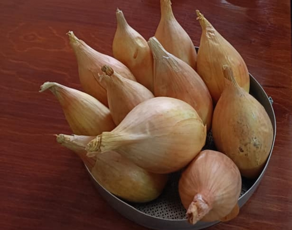 Селекціонери вивели новий сорт цибулі, яка дає шалений врожай і не потребує поливу Врожайність “Чайки”, якщо порівняти з іншими сортами, вища, і становить 35-40 тонн з гектара.