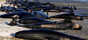 Дельфіни Викинуті на берег Загинули білобокі дельфін Захист тварин
