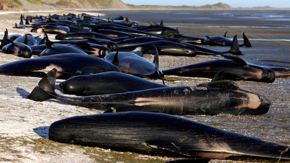 На мілину викинулися приблизно 50 дельфінів. Фото:trtworld.com