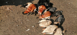 Мертвые птицы были обнаружены сегодня утром руководителем биосферного заповедника «Аскания Нова» 