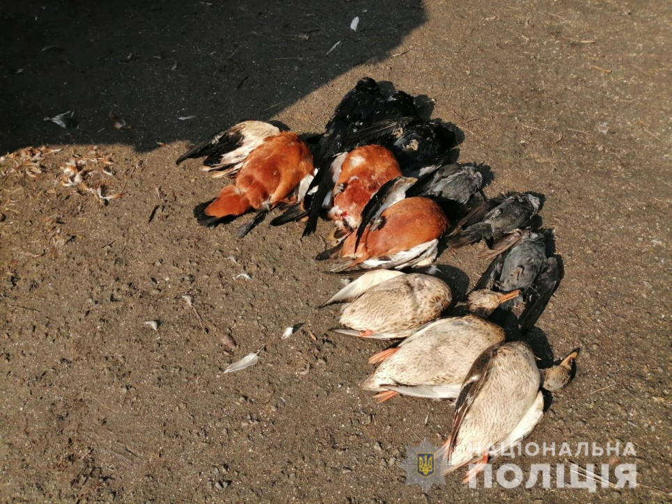 Мертвих птахів було виявлено сьогодні вранці  керівником біосферного заповідника «Асканія Нова»