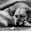 Из-за несовершенного законодательства убийцы беспризорных собак часто избегают наказания