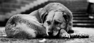 Из-за несовершенного законодательства убийцы беспризорных собак часто избегают наказания