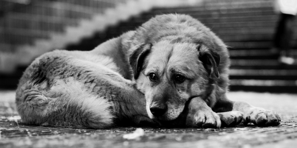 Через недосконале законодавство вбивці безпритульних псів часто уникають покарання