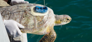 Врятованих черепах повернули у море