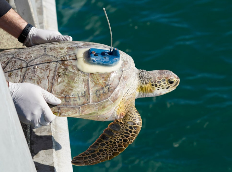 Врятованих черепах повернули у море