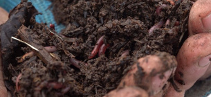Завдяки каліфорнійським черв’якам, які переробляють зібране листя, на поверхні землі утворюється біогумус. Фото:Суспільне Черкаси
