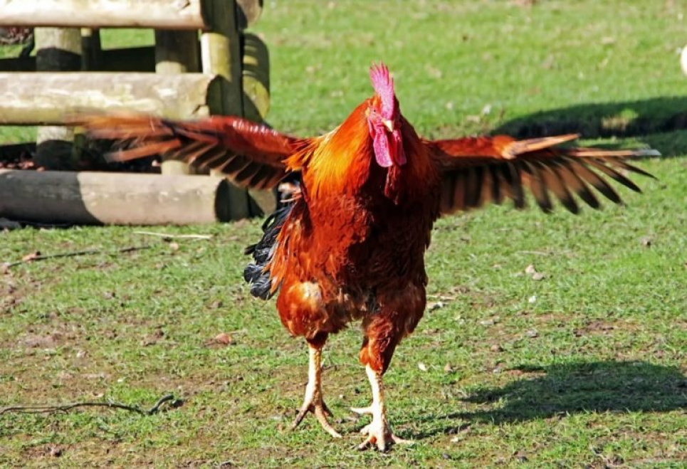 В Індії бійцівський півень вдарив господаря ножем у пах Півнячі бої були оголошені незаконними в Індії в 1960 році.
