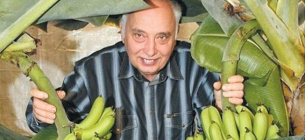 Продовольчі банани київського ентузіаста дають малі, але смачні плоди. Фото з відкритих джерел