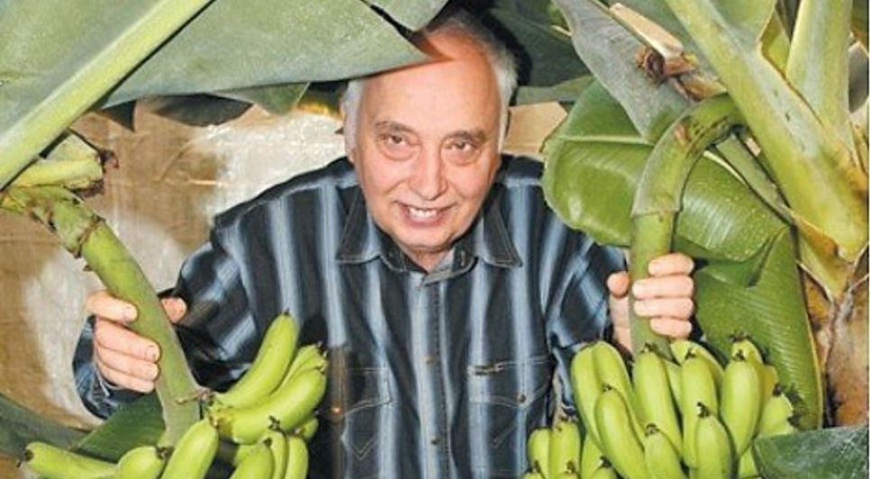 Продовольчі банани київського ентузіаста дають малі, але смачні плоди. Фото з відкритих джерел