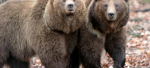 Во Львовской области открыл двери медвежий приют «Домажир»