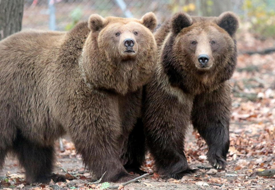 Притулок став екологічною домівкою для 30 ведмедів