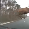 Стадо оленей выскочило под колеса авто