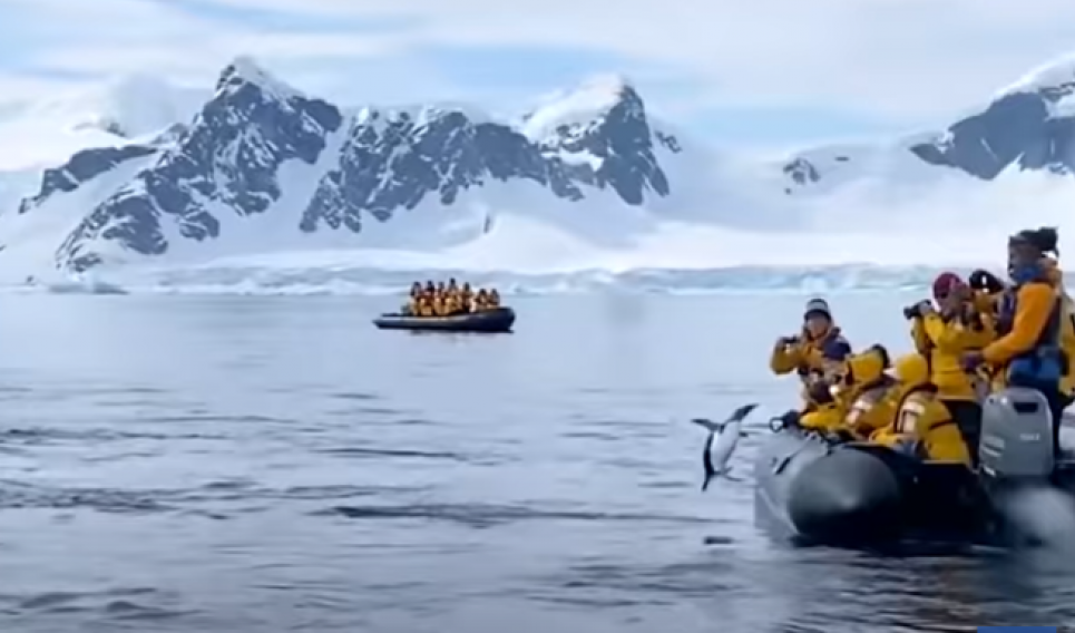 Пінгвін врятувався від косаток застрибнувши в човен до туристів