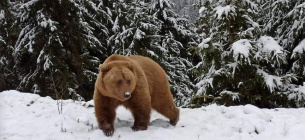 В Румынии на трассу, где находились туристы-лыжники, вышел бурый медведь.