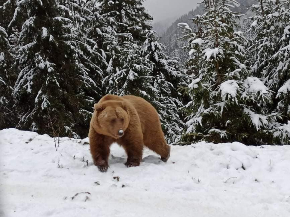 У Румунії на трасу, де перебували туристи-лижники, вийшов бурий ведмідь