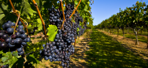 Хто з виноградарів може розраховувати на дотації від держави