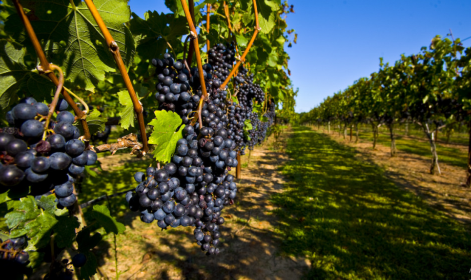 Хто з виноградарів може розраховувати на дотації від держави