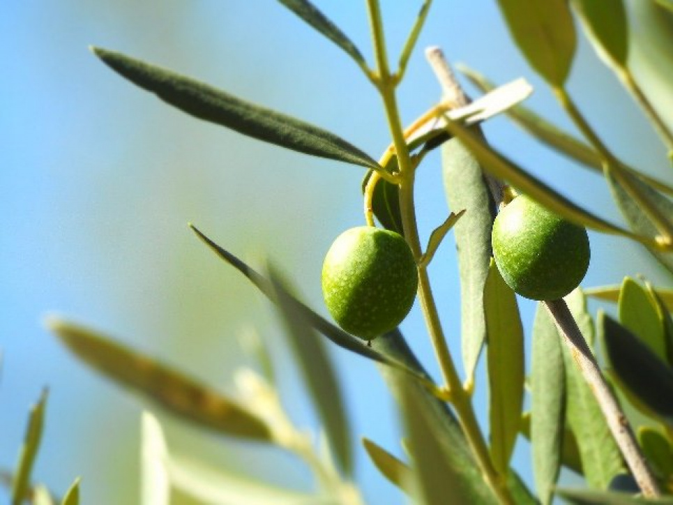 В Италии солнечные электростанции появятся в оливковых садах