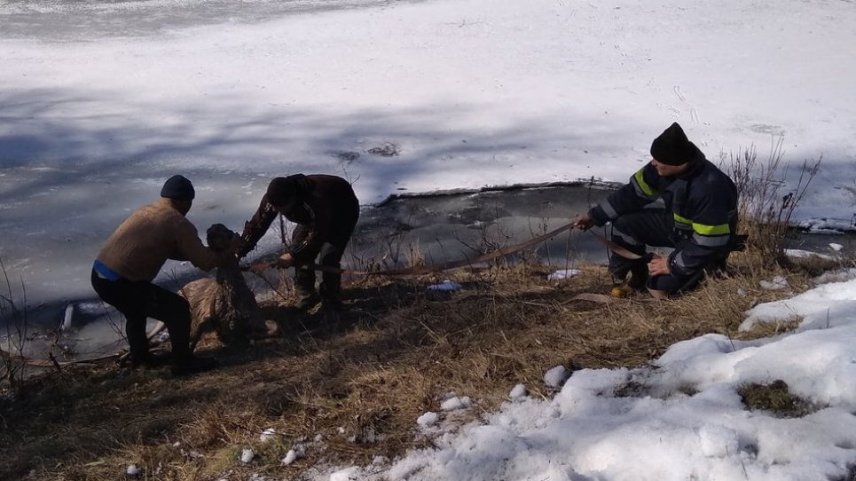 На Полтавщині врятували двох оленят, які провалилися під кригу (фото, відео) Оленя витягають із води