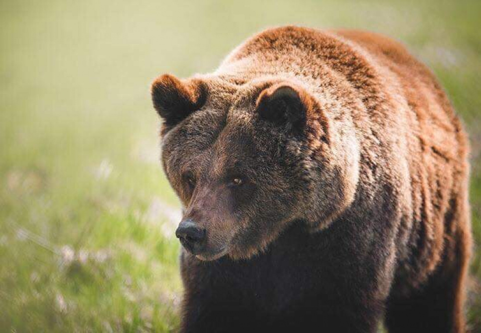 В Америці ведмідь "розлабився" в джакузі. Фото ілюстративне