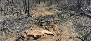 В Запорожской области вандалы вырубают лес на побережье Молочного лимана