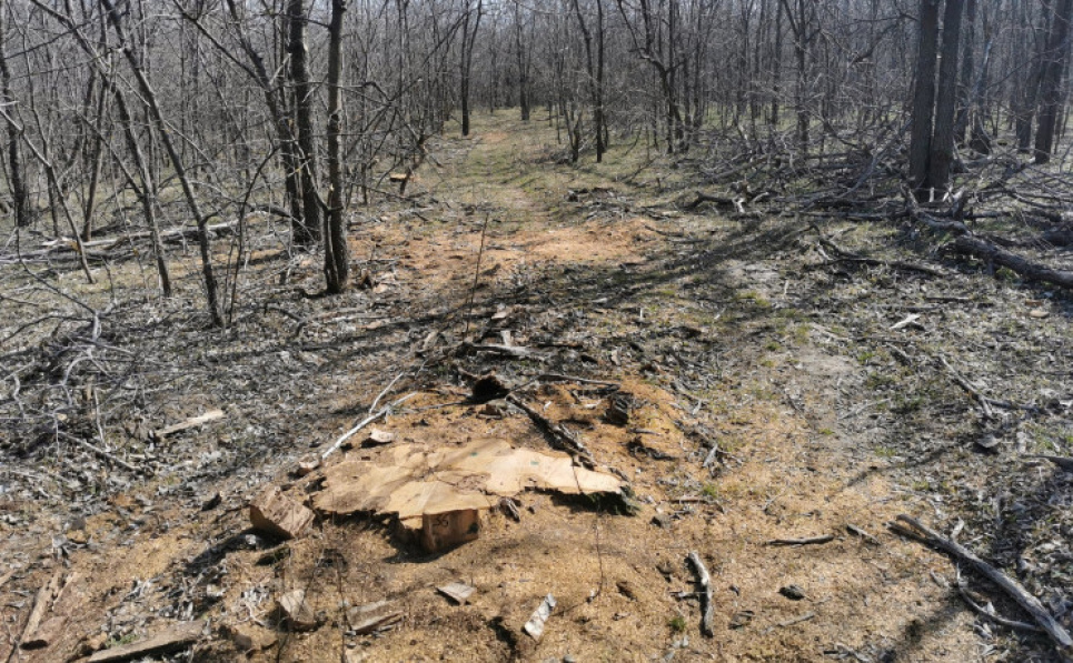 В Запорожской области вандалы вырубают лес на побережье Молочного лимана