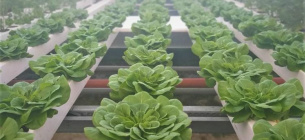 В Житомире студенты выращивают органические салаты и пряные травы