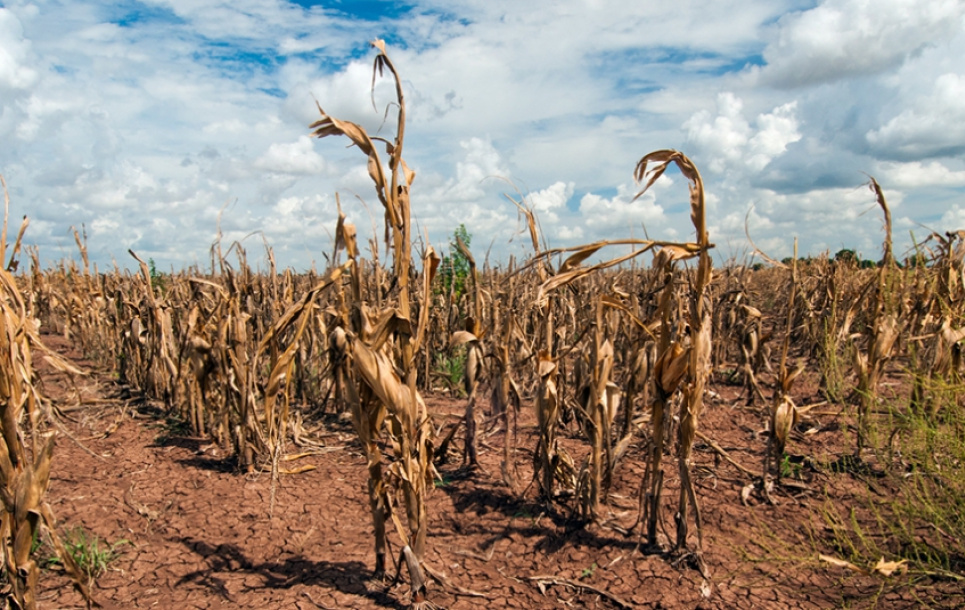 Глобальне потепління викликало найбільші посухи в Україні та Європі за останні 2000 років