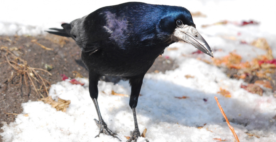 Приметы на 17 марта: если много птиц на улице, то будет хорошая погода Приметы на 17 марта: если много птиц на улице, то будет хорошая погода