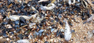 Найбільше скупчення загиблих риб помітили у прибережних захисних спорудах — дамбах