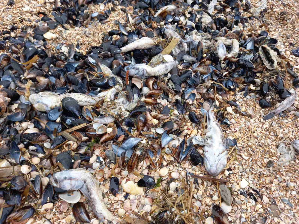 Наибольшее скопление погибших рыб заметили в прибрежных защитных сооружениях — дамбах