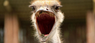 У Кривому Розі страус-втікач не на жарт здивував містян 