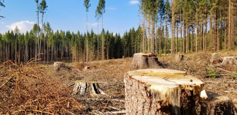 Тільки за два місяці поточного року зафіксували вже понад 800 злочинів проти довкілля 