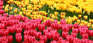 Біля Кам'янця-Подільського цвіте поле з рідкісними сортами тюльпанів
