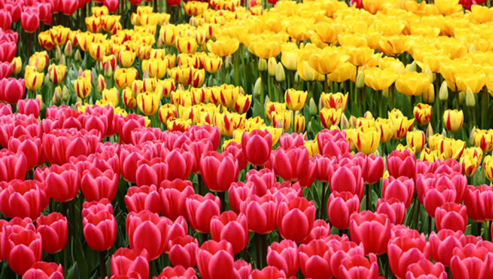 Біля Кам'янця-Подільського цвіте поле з рідкісними сортами тюльпанів
