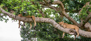 Фото ua.depositphotos.com - Леви в Національному парку королеви Єлизавети відомі своєю здатністю лазити по деревах