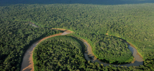 За 17 років на планеті люди знищили третину тропічних лісів