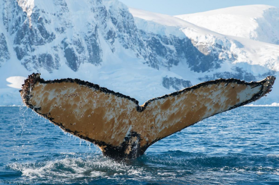 Фото Євген Прокопчук - Українські науковці налякали величезного кита