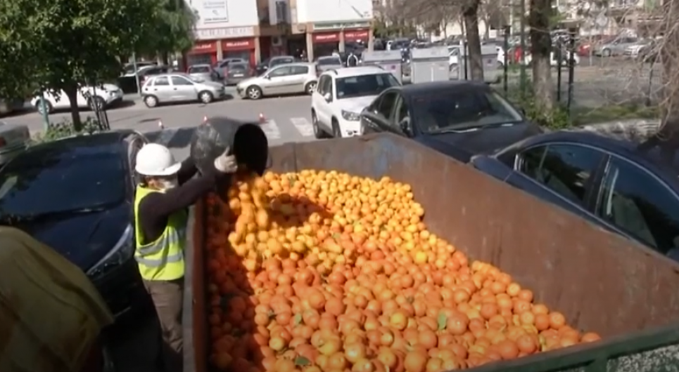 Испанцы будут делать электричество из апельсинов