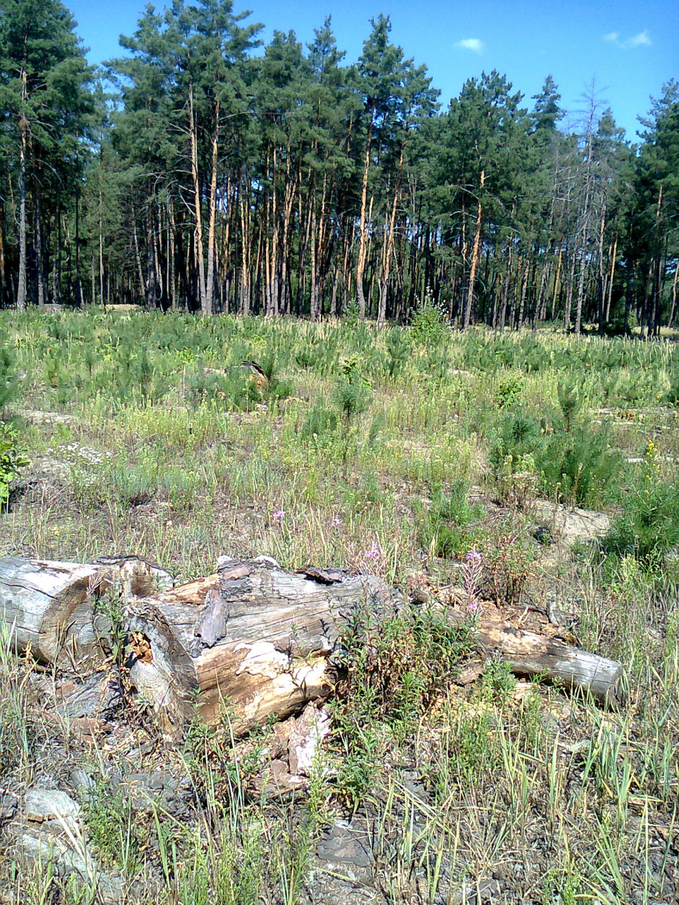 Посадки сосны на месте вырубки в Выщедубечанском лесхозе. Фото Олега Листопада 