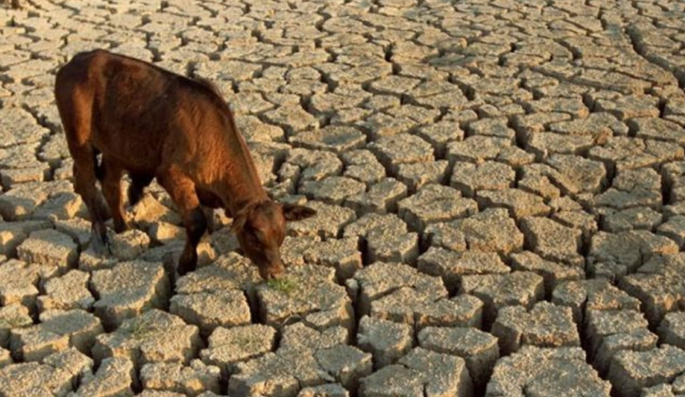Кліматична криза вдарить по сільському господарству України 