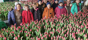 На Житомирщині учні та педагоги ліцею виростили 6,5 тисяч голландських тюльпанів