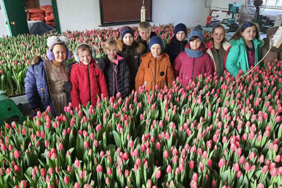  На Житомирщине ученики и педагоги лицея вырастили 6500 голландских тюльпанов