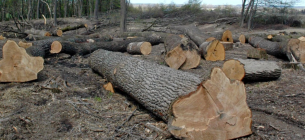 За спиленные в Голосеевском парке вековые дубы открыли уголовное производство 