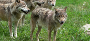 Під привидом «небезпечності» для людей мисливці винищили цілу зграю з 12 вовків