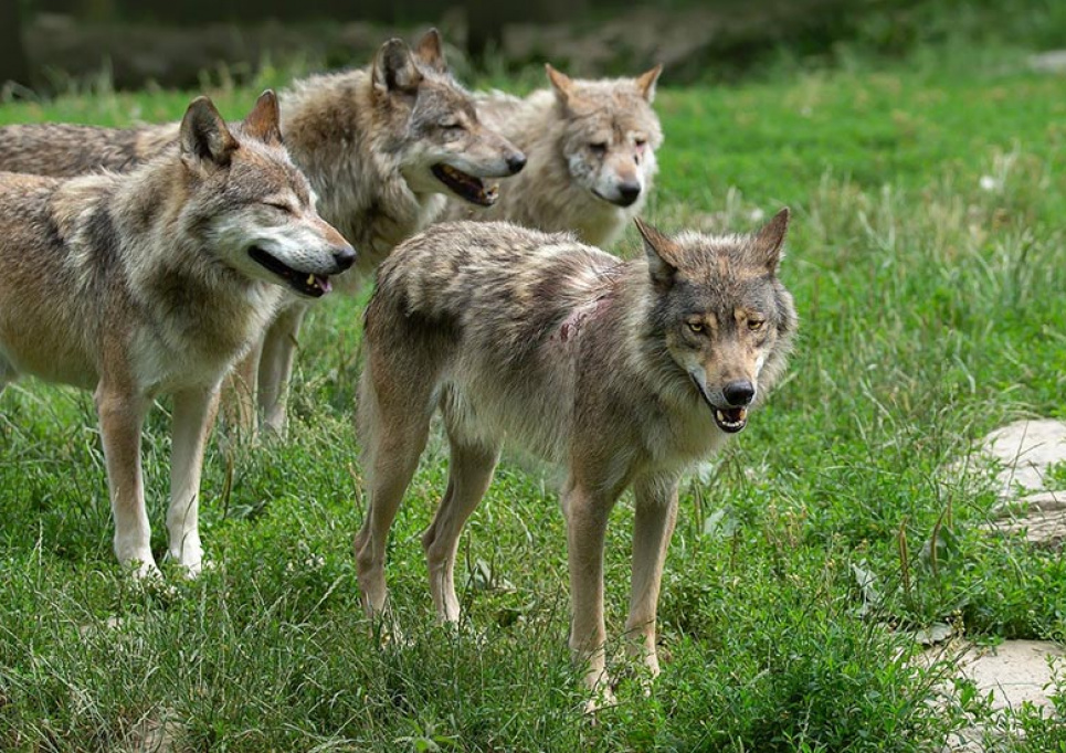 Під привидом «небезпечності» для людей мисливці винищили цілу зграю з 12 вовків
