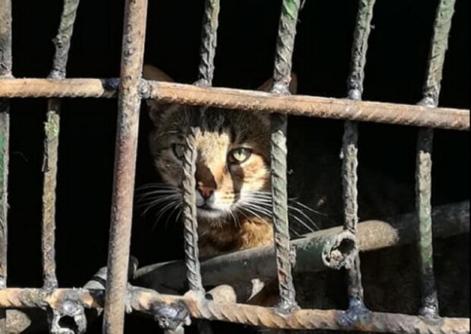 У Києві комунальники замурували кішку з кошенятами у підвалі (відео) Комунальники заживо замурували тварин у підвалі