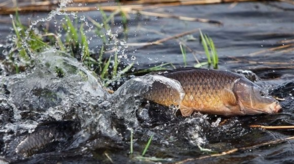 З першого квітня діє заборона на вилов риби, яка починає нереститися 