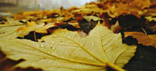 З опалого листя українські науковці пропонують виготовляти десятки потрібних екологічних речей